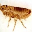 adult-male-flea-by-kat-m-research-thumb-300x240-12460