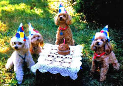 dogs birthday party