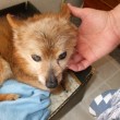 blind-deaf-toothless-dog.jpg