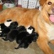 border-collie-mix-puppies-by-leeno.jpg