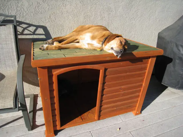 Dog Houses 101: How To Choose The Best Dog House Or Build Your Own 