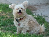 Shih+tzu+mixed+with+chihuahua+and+poodle