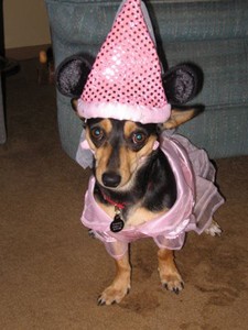 Funny Chihuahua Costume