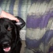 destin went to the vet (again) today for a bad ear infection