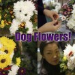 diy-dog-flowers