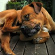 dog-allergy-symptoms-by-fa11ing_away.jpg