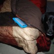 dog-and-hair-remover