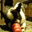 dog-and-kong-by-fooferfitten.jpg