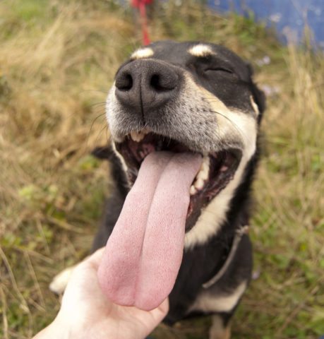dog-bad-breath-tongue