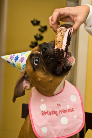 Dog With Cake