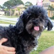 dog-epilepsy