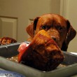 dog-eyeing-thanksgiving-ham-by-gerald5.jpg