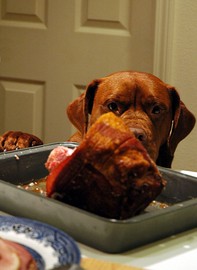 dog-eyeing-thanksgiving-ham-by-gerald5.jpg