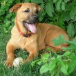 dog-fleas