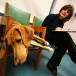 dog-food-recall