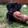 dog-football