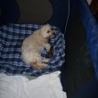 dog-giving-birth-by-kevin-goebel.jpg