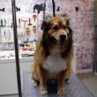 dog-grooming-tools