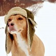 dog-hats