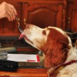 dog-home-remedy