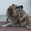 dog-itching-by-doremon313.jpg