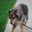 dog-joint-pain-by-freeloosedirt.jpg