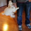 dog-jumping