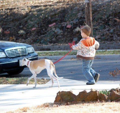 When your dog doesn't pull on the leash, even kids can walk a dog with 