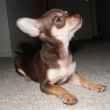 dog-pee-on-carpet-by-DanCentury