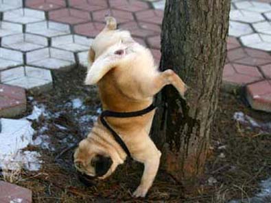dog-pees-upside-down.jpg