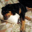 dog-pillow