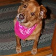 Curious dog wearing a pink bandanna. photo by wolfsavard on Flickr