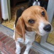 dog-potty-training-routine dog-potty-training-routine