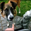 Tips for dealing with bad dog behavior. photo by sarah may scott on Flickr dog-problem-behavior
