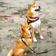 dog sit command