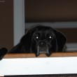 dog-stairs-top