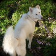 dog-tail-wagging