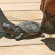 dog-turtle