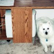 dog-under-table