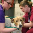 dog-vet