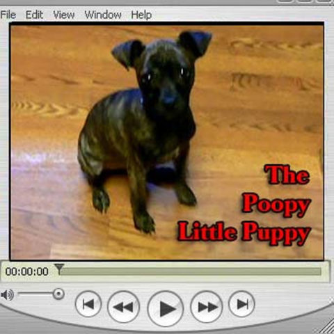 fun dog stuff dog pictures dog videos dog gifts u0026amp more the dog videos 666x666 fun dog stuff dog pictures dog videos dog gifts u0026amp more the dog videos 666x666