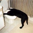 dog-vomiting-by-cutglassdecanter.jpg