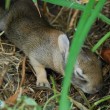 dogs-and-rabbits
