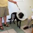 dr-sam-beckman-tenor-dog-with-ecollar.jpg