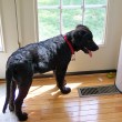 the a/c vent destin got his tongue caught in while licking