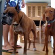foster-dogs-by-Alan-Miles-NYC.jpg