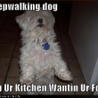 funny-dog-pictures-sleep-walking-dog.jpg