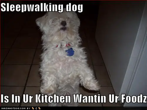 sleepwalking dog