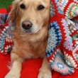 golden-retriever-in-blanket-by-bethan.jpg