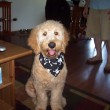 This is a Goldendoodle - a cross between a Golden Retriever and a Poodle. photo by Donnaphoto on Flickr